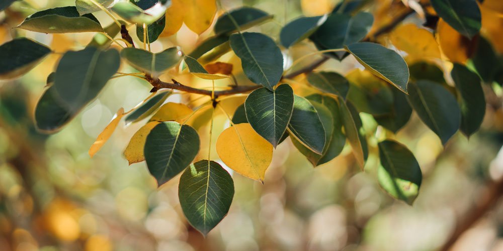 Γιατί κιτρινίζουν τα φύλλα στα φυτά και πώς το αντιμετωπίζουμε