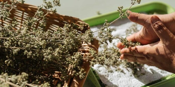 Πώς αποξηραίνουμε αρωματικά φυτά και βότανα