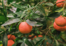 Μυστικά για την καλλιέργεια της μανταρινιάς 10 μυστικά για την καλλιέργεια της μανταρινιάς
