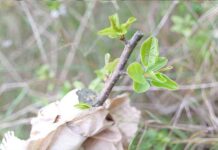 Ποια εποχή και πώς μπολιάζουμε κάθε καρποφόρο δέντρο Ποια εποχή και πώς μπολιάζουμε κάθε καρποφόρο δέντρο
