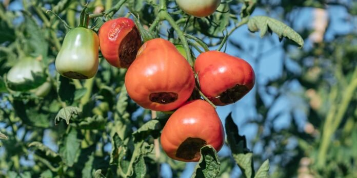 Τι προβλήματα δημιουργεί η ξηρή κορυφή σε ντομάτες, πιπεριές και καρπούζια;