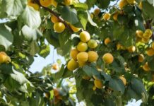 Μυστικά για την καλλιέργεια της βερικοκιάς Βερίκοκα