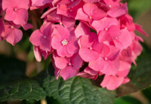 12 μυστικά για τη φροντίδα της ορτανσίας