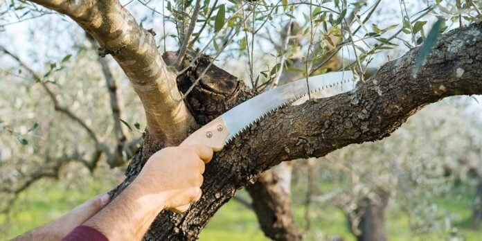 Το κλάδεμα της ελιάς είναι μία από τις σημαντικότερες εργασίες στην καλλιέργεια της