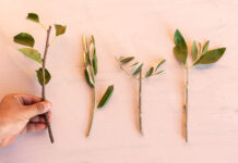 Πώς επιλέγουμε εμβόλια για το μπόλιασμα