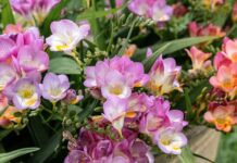 Φρέζια, φύτευση σε κήπο και σε γλάστρα Η φρέζια χρειάζεται τακτικό πότισμα, αρχικά 1-2 φορές τη βδομάδα μέχρι να φυτρώσει ο βολβός και στη συνέχεια 2-3 φορές τη βδομάδα