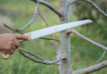 Πως και Πότε γίνεται το κλάδεμα της συκιάς για να μας δώσει πλούσια καρποφορία. Η συκιά είναι ένα καρποφόρο δέντρο που παρουσιάζει μεγάλη ανάπτυξη με ύψος και πλάτος που φτάνει τα 4-5 μέτρα. To κλάδεμα αποτελεί βασική καλλιεργητική πρακτική