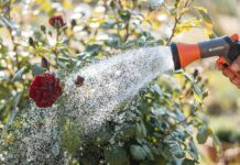 Λάθη που κάνουμε στον κήπο και πώς να τα αποφύγουμε Αν τα φυτά μας συχνά δε δείχνουν σε πολύ καλή κατάσταση, ίσως κάνουμε κάποια λάθη στη φροντίδα τους με αποτέλεσμα να μην αναπτύσσονται σωστά και να χάνουν τη ζωντάνια τους.