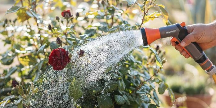 Αν τα φυτά μας συχνά δε δείχνουν σε πολύ καλή κατάσταση, ίσως κάνουμε κάποια λάθη στη φροντίδα τους με αποτέλεσμα να μην αναπτύσσονται σωστά και να χάνουν τη ζωντάνια τους.