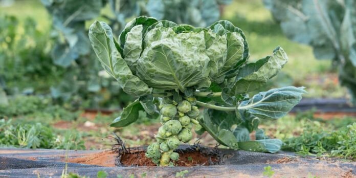 Εκτός από τον κήπο, μπορούμε να φυτέψουμε λαχανάκια Βρυξελλών σε γλάστρα στο μπαλκόνι, την αυλή και την βεράντα μας.