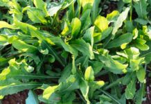 Ραδίκια: Συμβουλές για την σπορά και την καλλιέργεια τους Για όσους έχουν μικρό κήπο και θέλουν να εξοικονομήσουμε χώρο, τα ραδίκια αποτελούν εξαιρετική συγκαλλιέργεια στο χωράφι, μαζί με άλλα φθινοπωρινά λαχανικά