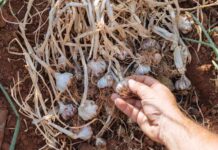 Σκόρδο: Καλλιέργεια σκόρδου σε γλάστρα και στον κήπο Οι εξωτερικές σκελίδες του σκόρδου έχουν μεγαλύτερο μέγεθος από τις εσωτερικές σκελίδες και όταν φυτεύονται για καλλιέργεια ξερού σκόρδου δίνουν παραγωγή μεγαλύτερων κεφαλών σκόρδου.