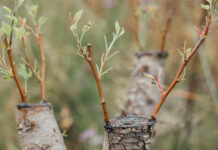 5 τρόποι για το μπόλιασμα των δέντρων O εμβολιασμός των δέντρων, γνωστό και μπόλιασμα δέντρων, είναι η τέχνη της ένωσης δύο τμημάτων καρποφόρων δέντρων