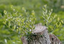 Το κλάδεμα αναγέννησης της ελιάς