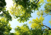 Η σωστή εποχή για να κλαδέψουμε. Ποια δέντρα κλαδεύουμε τον χειμώνα