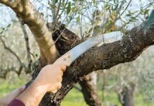 Κλάδεμα της ελιάς