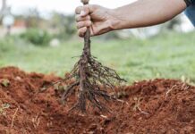 Τι φυτεύουμε τον Ιανουάριο;