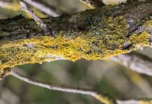 Ο λόγος που κιτρινίζουν τα κλαδιά των δέντρων;