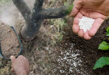 Πότε βάζουμε λίπασμα στα φυτά και τα δέντρα;