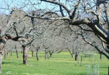 Πότε γινεται ο ψεκασμός για κόκκινο τετράνυχο στη μηλιά;