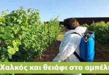 Ράντισμα αμπελιού με χαλκό και θειάφι: Πότε και γιατί ;