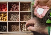 Πότε φυτεύουμε σπόρους λαχανικών και λουλουδιών?